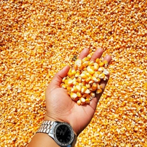 Premium Quality Non-GMO Yellow & White Maize Corn