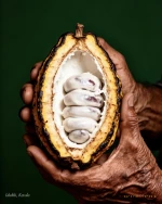 Cocoa Beans