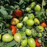 Indeterminate Hybrid Early Maturity Oval Tomato Seeds