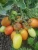 Import Indeterminate Hybrid Early Maturity Oval Tomato Seeds from China