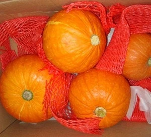 100% Pure Fresh Pumpkin/Pumpkin Seeds/Pumpkin Extract Powder/Fresh Pumpkins/Frozen Pumpkins
