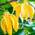 Import 100% Pure & Natural Ylang Ylang Essential Oil from India