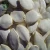 11cm &amp;13cm Organic snow white pumpkin seeds market price
