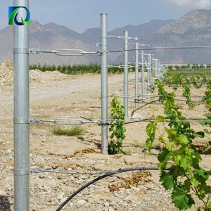 2.0-2.8m Cheap Galvanized Grape Post Steel Metal Vineyard Trellis Post