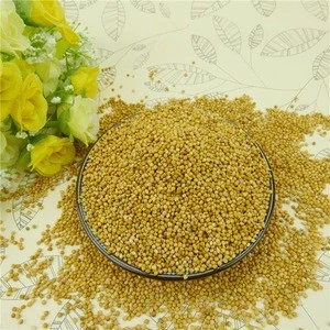 2018 crop yellow glutinous millet for bird seeds and human consumption