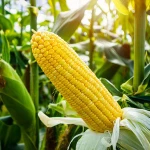 2020 Hot Sale Super Sweet Corn Seeds