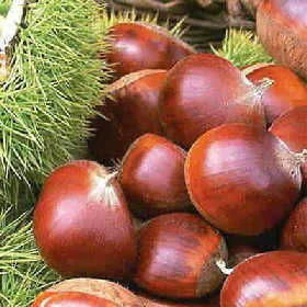 2021 New Organic Fresh Chestnut