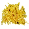4022J Big Jin si huang ju Soaked 7-8cm Blooming Chrysanthemum Tea Dried Gold Emperor Chrysanthemum