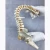 Import 45cm anatomical human full spine model C from China