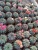 Import 5-6cm mini  nursery Cactus Gymnocalycium baldianum with Flowers indoor growing cactus plants from China