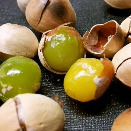 Bai Guo Best selling Ginkgo nuts Fresh Raw Ginkgo Nuts