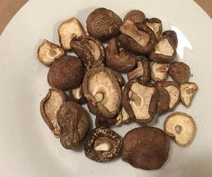 Best grade Magic mushrooms