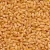 Import Best Quality Wheat from India