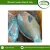 Import Best Seller of Cheap Whole Frozen Parrot Fish Seafood from Indonesia