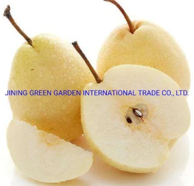 Best Selling Fresh Pear Fruit Asian Pears Ya Pear for Exporting