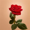 Best-selling Red Rose Flowers Fresh Cut Flowers Processing Type