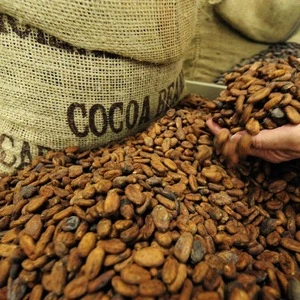 Cacao bean for Chocolate