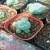 Import Cactus plants. A group of cactus plant from China