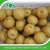 Import Chinese fresh sweet fengshui pear in competitive price from China
