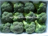 Chinese new crop fresh broccoli exporter wholesale price
