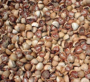 DRIED BETEL NUT At VERY HIGH QUALITY