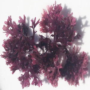 Dried red tosaka seaweed, Meristotheca papulosa seaweed
