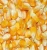 Import Dried Yellow corn from Austria