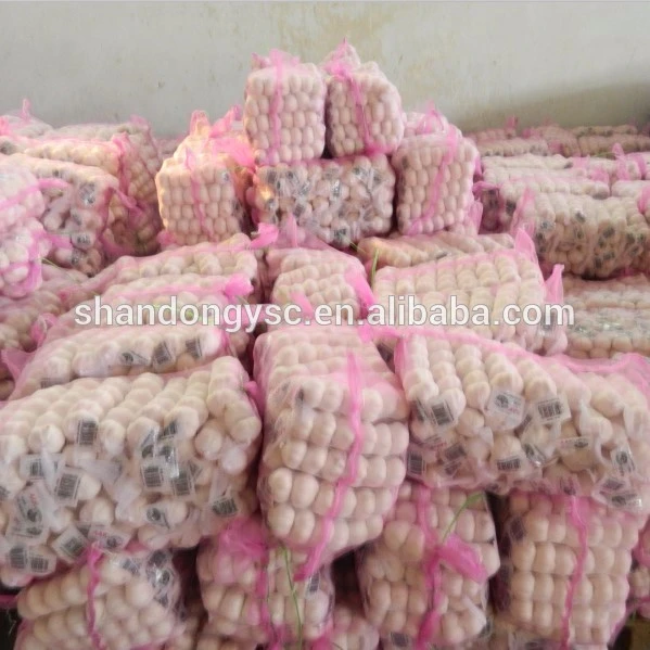 Egyptian healthy garlic for export