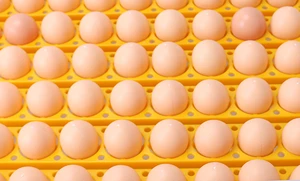 energy saving small egg incubator for 56 eggs