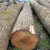 Import europe wood birch ash sawn logs citi timber pine log from China
