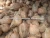 Import Exporting Fresh Coconut with amazing price and quality from India