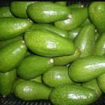 Fresh Avocado in Vietnam