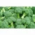 Import Fresh Broccoli ,Fresh Green Brocolli,Frozen fresh broccoli from Canada