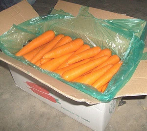 Fresh Carrot Export Standard Price For Sale High Quality With Best Price For You for sale