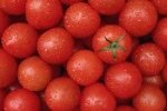 FRESH FARM HARVESTED TOMATOES