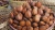 Import Fresh Fruit Salak/Salaca/Snake Fruit (from farm in Indonesia) from Indonesia