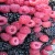 Import Fresh goji berries, black goji berry, Blueberry, Cranberry, Strawberry, Huckleberry, Medlar, Raspberry, Mulberry, from South Africa