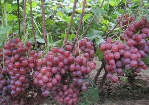 Fresh Red Globe Grape With Juicy Sweet Taste