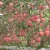 Import Fresh Red Qinguan apple with best price for export from China