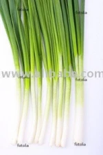 Fresh Scallions