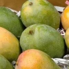 Fresh sweet mangoes for sale