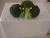 Import frozen broccoli farm selling cheap price fresh broccoli from China from China