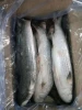 Frozen Grey Mullet Gutted Without Roe