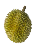 Frozen Whole D101 Durian in Malaysia