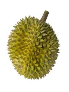 Frozen Whole D101 Durian in Malaysia
