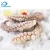 Import Frozen Whole round Giant octopus vulgaris from China