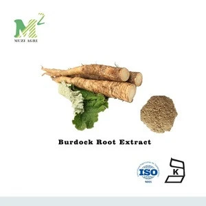 Good Quality 100% Natural Burdock Root Extract Powder, Best Price