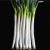 Import Grade A Fresh Scallions price from China