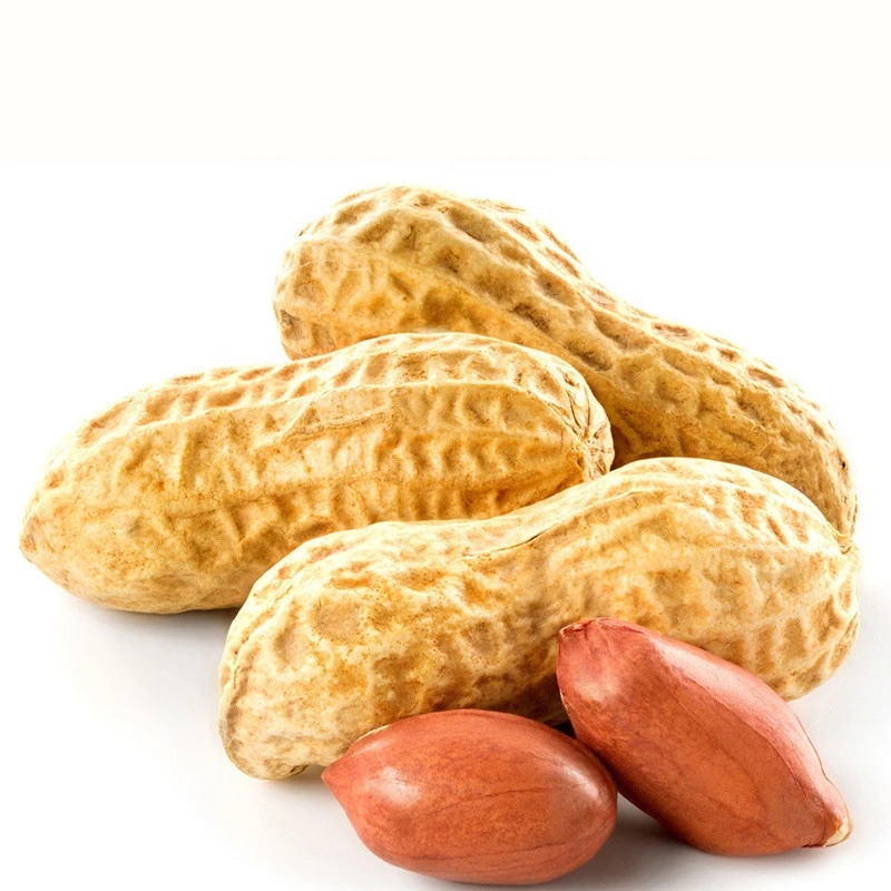 Halal Certificate Snack Roasted Peanuts In Shell Groundnuts Wholesale