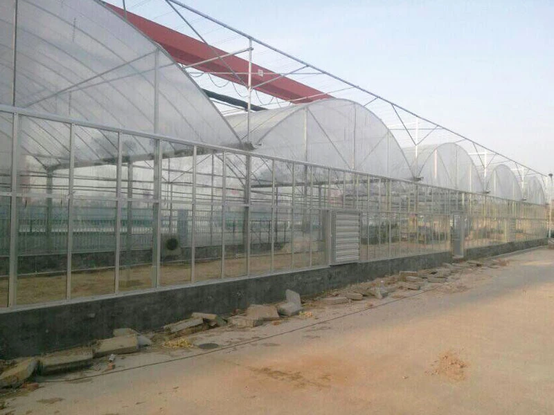 Hanyang Plastic Greenhouse---Intelligent film greenhouses